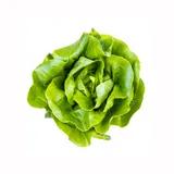 Bibb lettuce