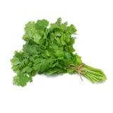 Cilantro (fresh)