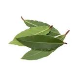 Feuille de laurier