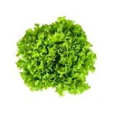 Leaf lettuce