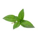 Mint (fresh)