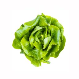 Bibb lettuce