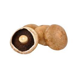 Champignon portobello