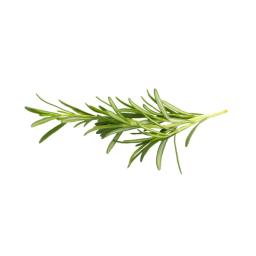 Rosemary (fresh)