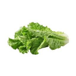 Romaine lettuce