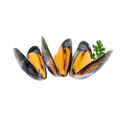 Mussels