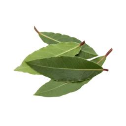 Feuille de laurier