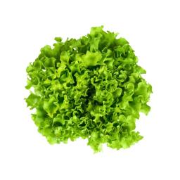 Leaf lettuce