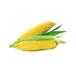 Corn on the cob