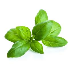 Basil (fresh)